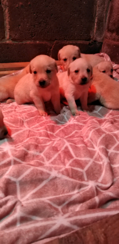 labrador puppies for sale on gumtree